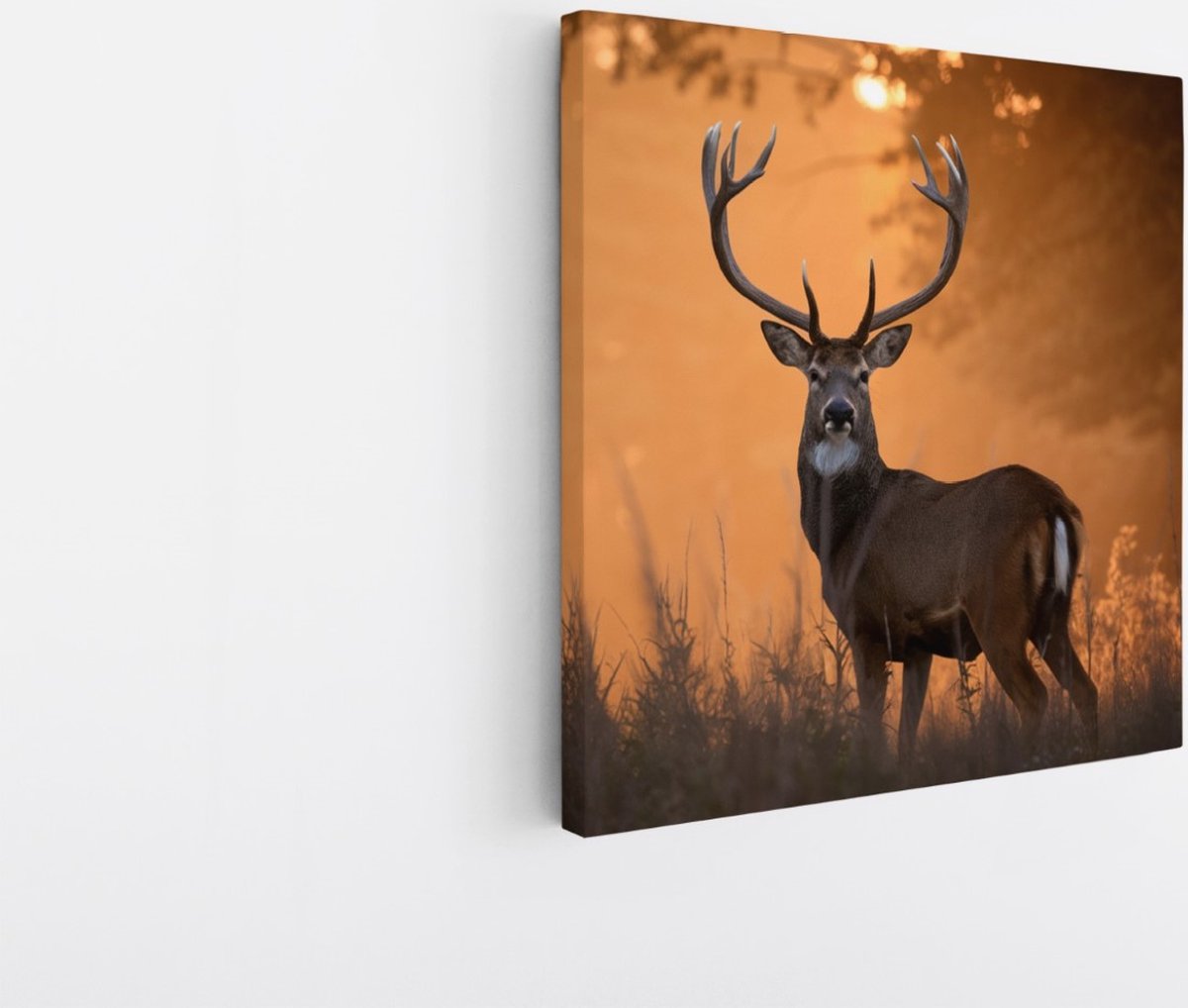 Saammp Canvas Schilderij - jong hert met zonsondergang in hoog gras - Natuur - Dieren - 20x20 - Foto op canvas - Wanddecoratie - Muurdecoratie Woonkamer - Slaapkamer decoratie - Canvas Print Multicolor