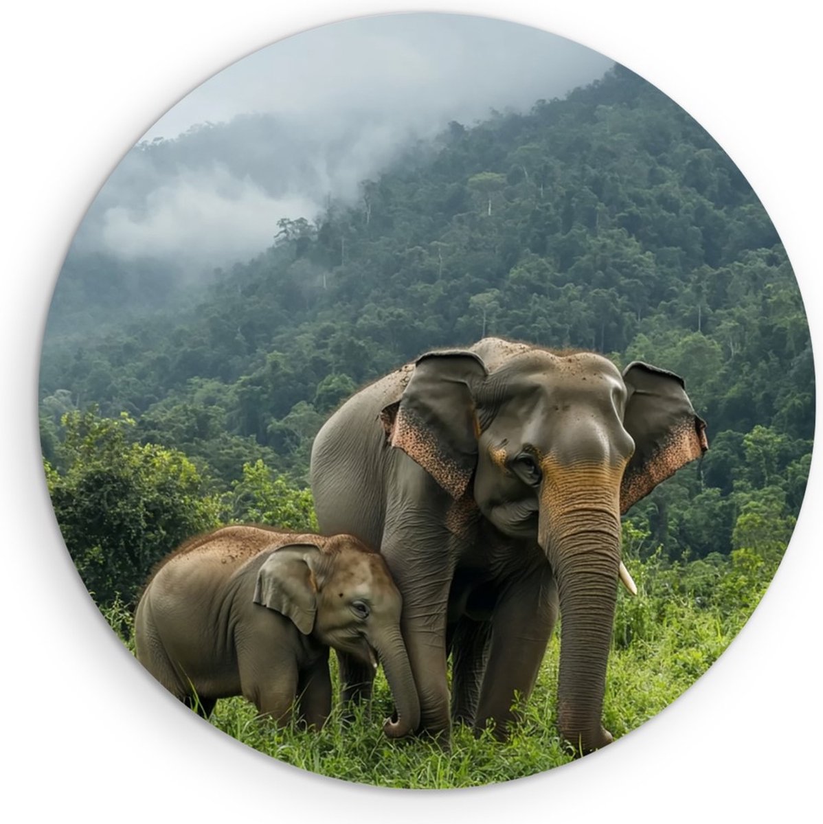 Saammp Forex Muurcirkel - Olifant met kalf in thailand - Dieren - Ø 50 - Wandcirkel - Wanddecoratie Cirkel - muurdecoratie Woonkamer - Slaapkamer decoratie - Rond Schilderij