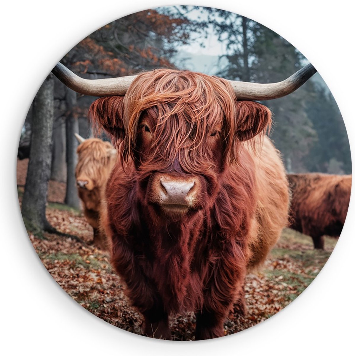 Saammp Muurcirkel Hout Schotse Hooglander Koe - Dieren - Natuur - Ø 50 - Wandcirkel - Wanddecoratie Cirkel - muurdecoratie Woonkamer - Slaapkamer decoratie - Rond Schilderij