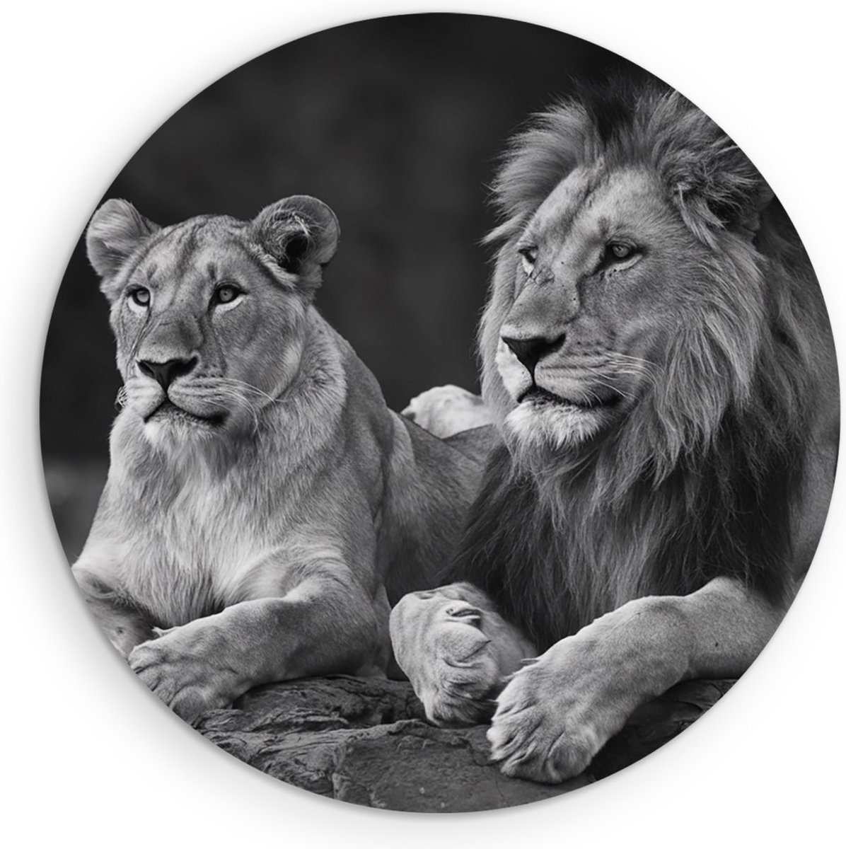 Saammp Forex Muurcirkel - 2 Leeuwen op een steen - Dieren - Natuur - Ø 70 - Wandcirkel - Wanddecoratie Cirkel - Muurdecoratie Woonkamer - Slaapkamer decoratie - Rond Schilderij