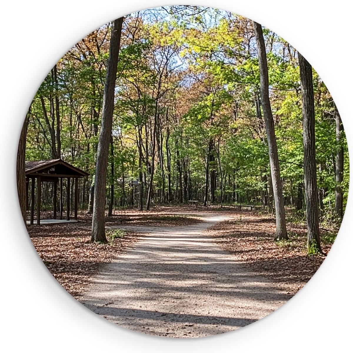 Saammp Muurcirkel Hout - Nederlands bos- Natuur - Landschap - Ø 60 - Wandcirkel - Wanddecoratie Cirkel - Muurdecoratie Woonkamer - Slaapkamer decoratie - Rond Schilderij