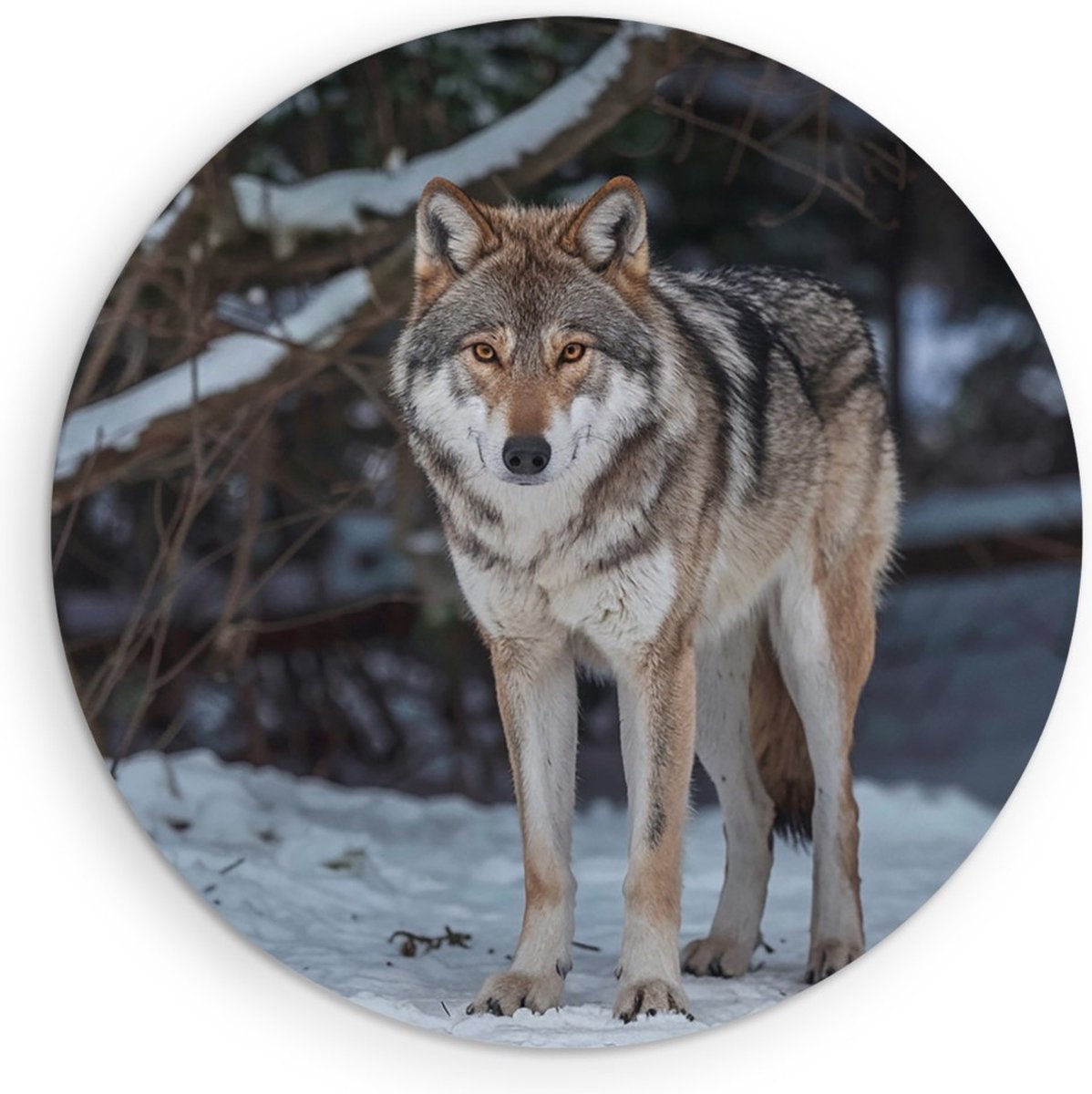 Saammp Forex Muurcirkel - Wolf in de sneeuw - Winter - Dieren - Natuur - Ø 40 - Wandcirkel - Wanddecoratie Cirkel - muurdecoratie Woonkamer - Slaapkamer decoratie - Rond Schilderij