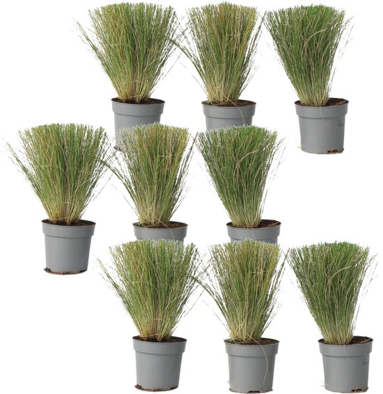Plant in a Box - Stipa tenuifolia 'Pony Tails' - Set de 9 graminées Stipa 'queue de cheval' - Verdergras - Pot 9cm - Hauteur 20-30cm