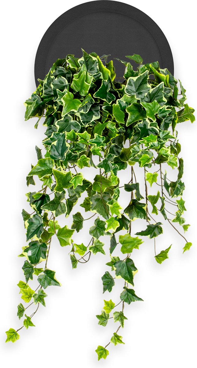 HTT Decorations Kunstplant Hedera bont in Wally Ø30 cm zwart - HTT Decorations kunstplanten