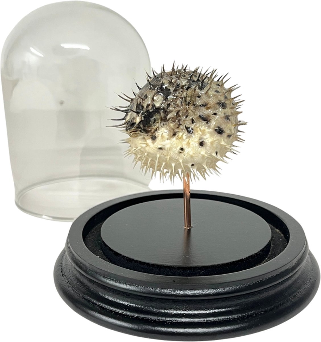 Egelvis in stolp - Taxidermie stekel vis in glazen stolpje