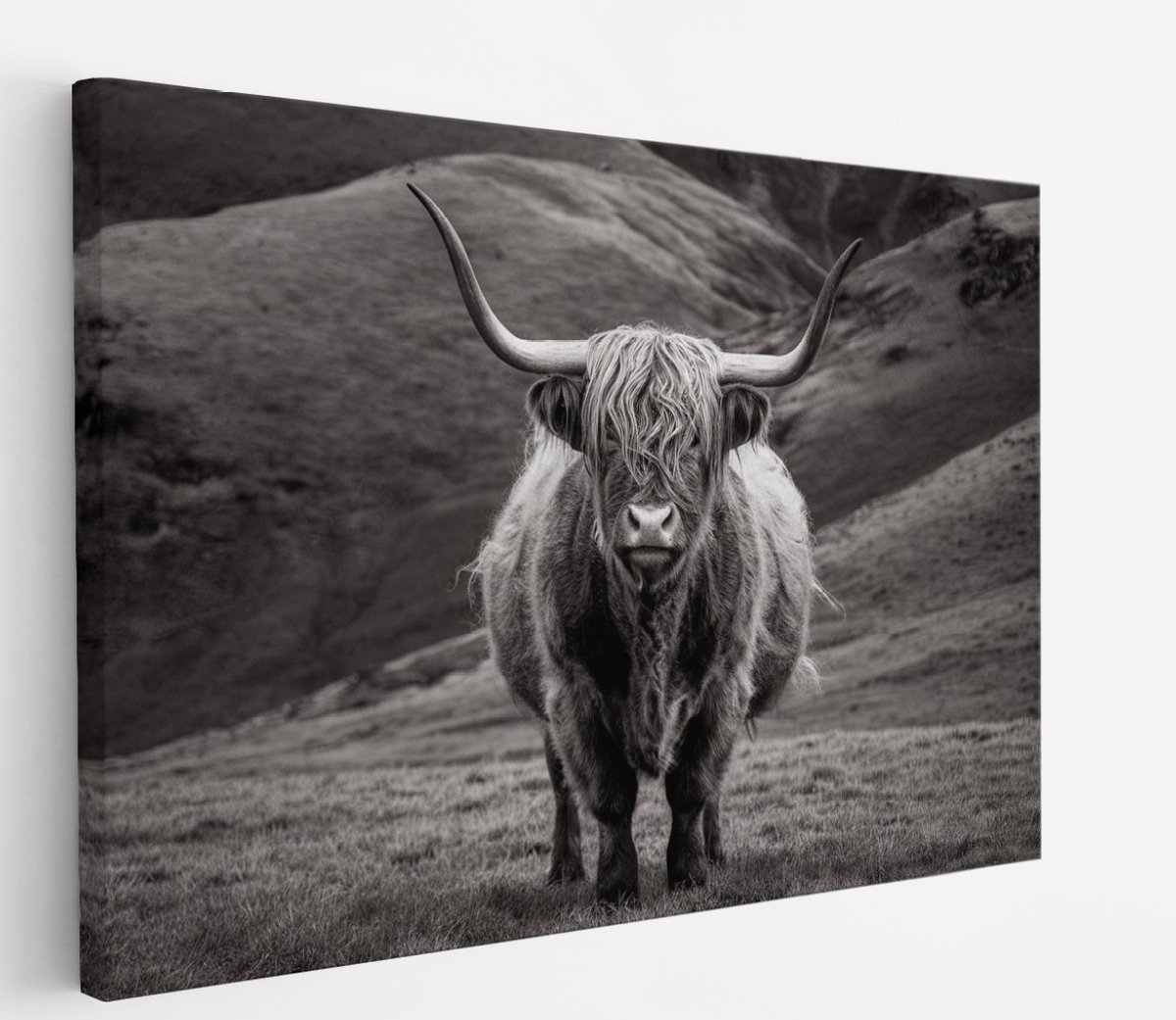Saammp Canvas Schilderij - Schotse Hooglander Koe tussen de rode planten - Landschap - Dieren - Natuur - 150x100 - Foto op canvas - Wanddecoratie - muurdecoratie Woonkamer - Slaapkamer decoratie - Canvas Print Multicolor