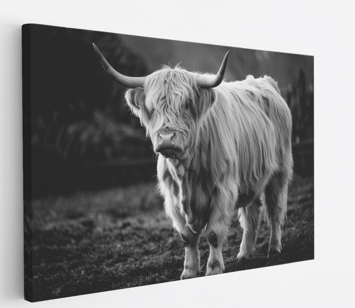 Saammp Canvas Schilderij - Schotse Hooglander Koe - Zwart-Wit - Dieren - Natuur - 90x60 - Foto op canvas - Wanddecoratie - muurdecoratie Woonkamer - Slaapkamer decoratie - Canvas Print Multicolor