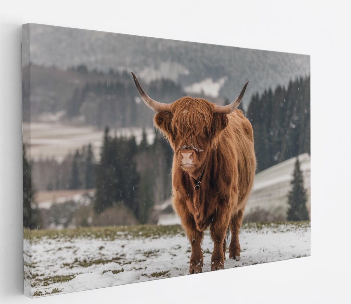 Saammp Canvas Schilderij - 2 Schotse Hooglander Koeien in de sneeuw - Dieren - Natuur - 120x80 - Foto op canvas - Wanddecoratie - muurdecoratie Woonkamer - Slaapkamer decoratie - Canvas Print Multicolor