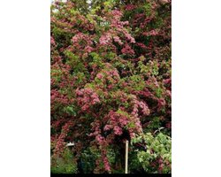 Crataegus media 'Paul's Scarlet' - Meidoorn, Rode Tweestijlige Meidoorn 60- 80 cm in pot