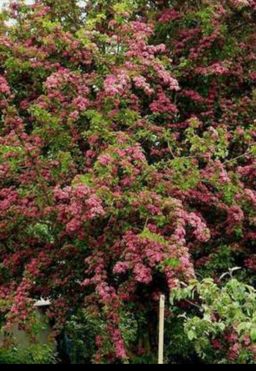 Crataegus media 'Paul's Scarlet' - Meidoorn, Rode Tweestijlige Meidoorn 60- 80 cm in pot