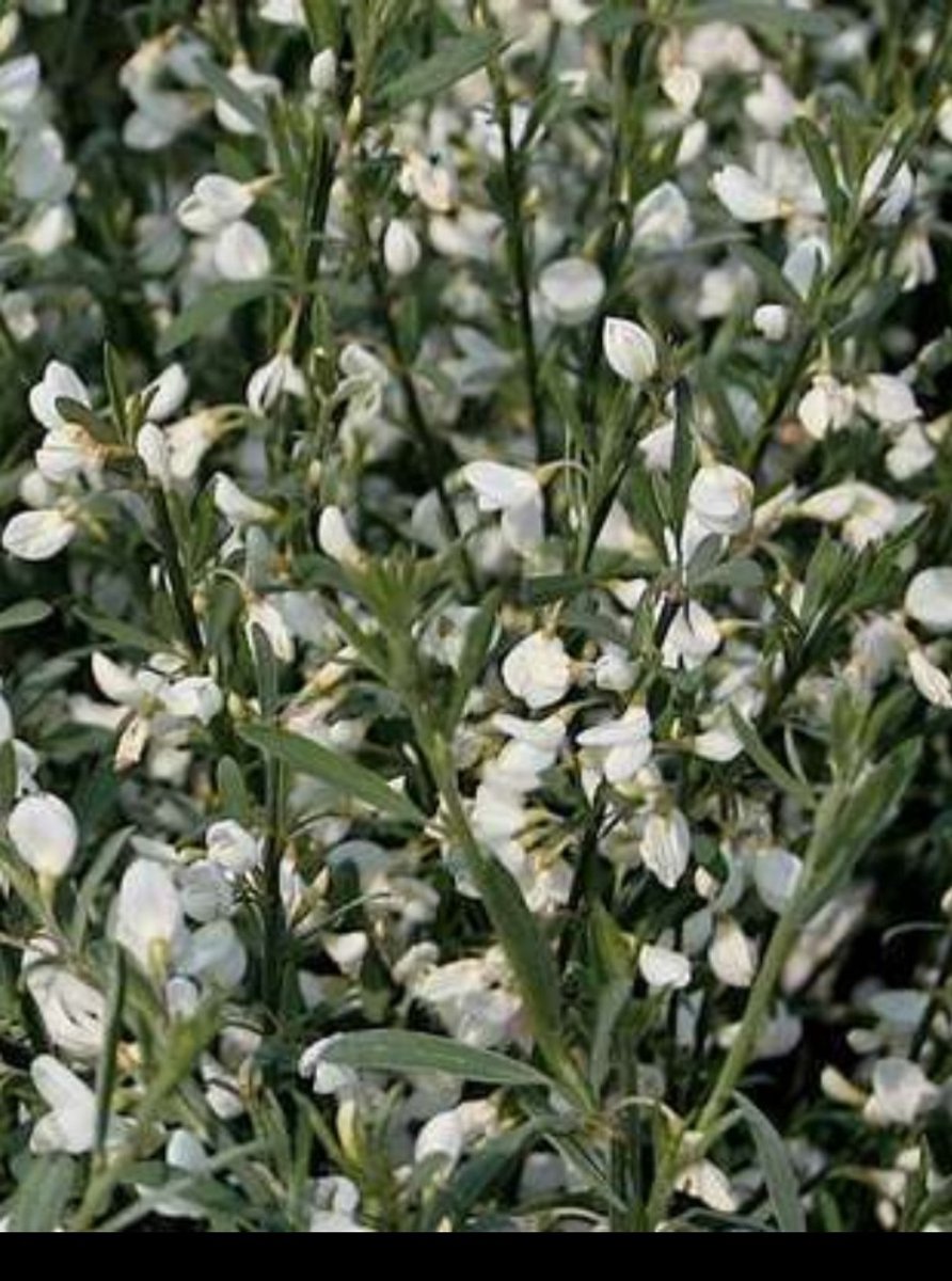 Cytisus praec. 'Albus' - Brem , Geitenklaver 40- 60 cm in pot