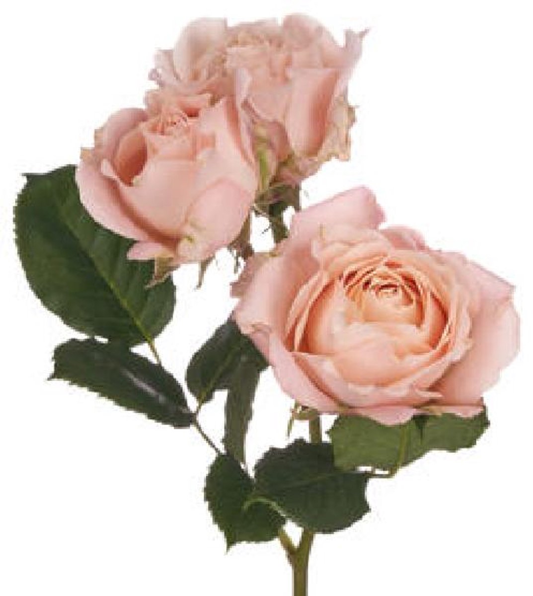 24x Rosa sahara sensation 50cm