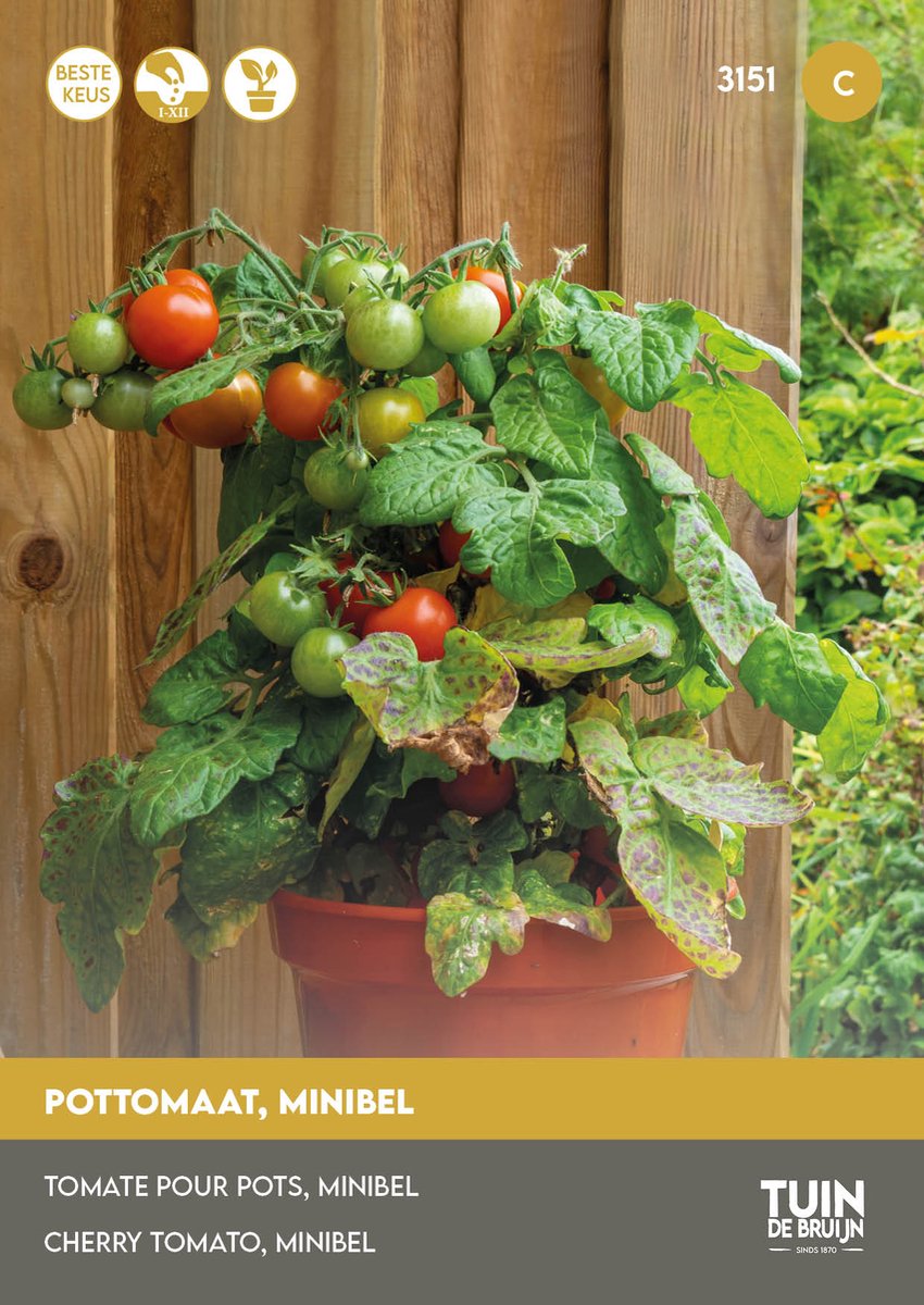 Pottomaat Minibel Zaden – Compacte Tomaat – Zeer Hoge Opbrengst – Balkon & Pot – Groentezaden | Tuin de Bruijn