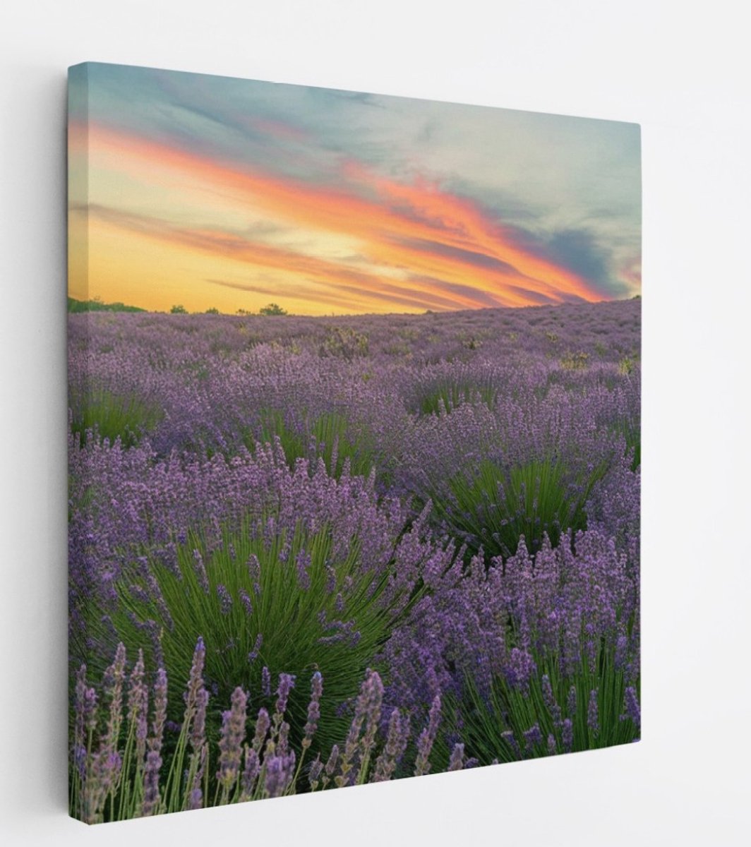 Saammp Canvas Schilderij - Lavendel planten - Bloemen - Landschap - Natuur - 60x60 - Foto op canvas - Wanddecoratie - Muurdecoratie Woonkamer - Slaapkamer decoratie - Canvas Print Multicolor