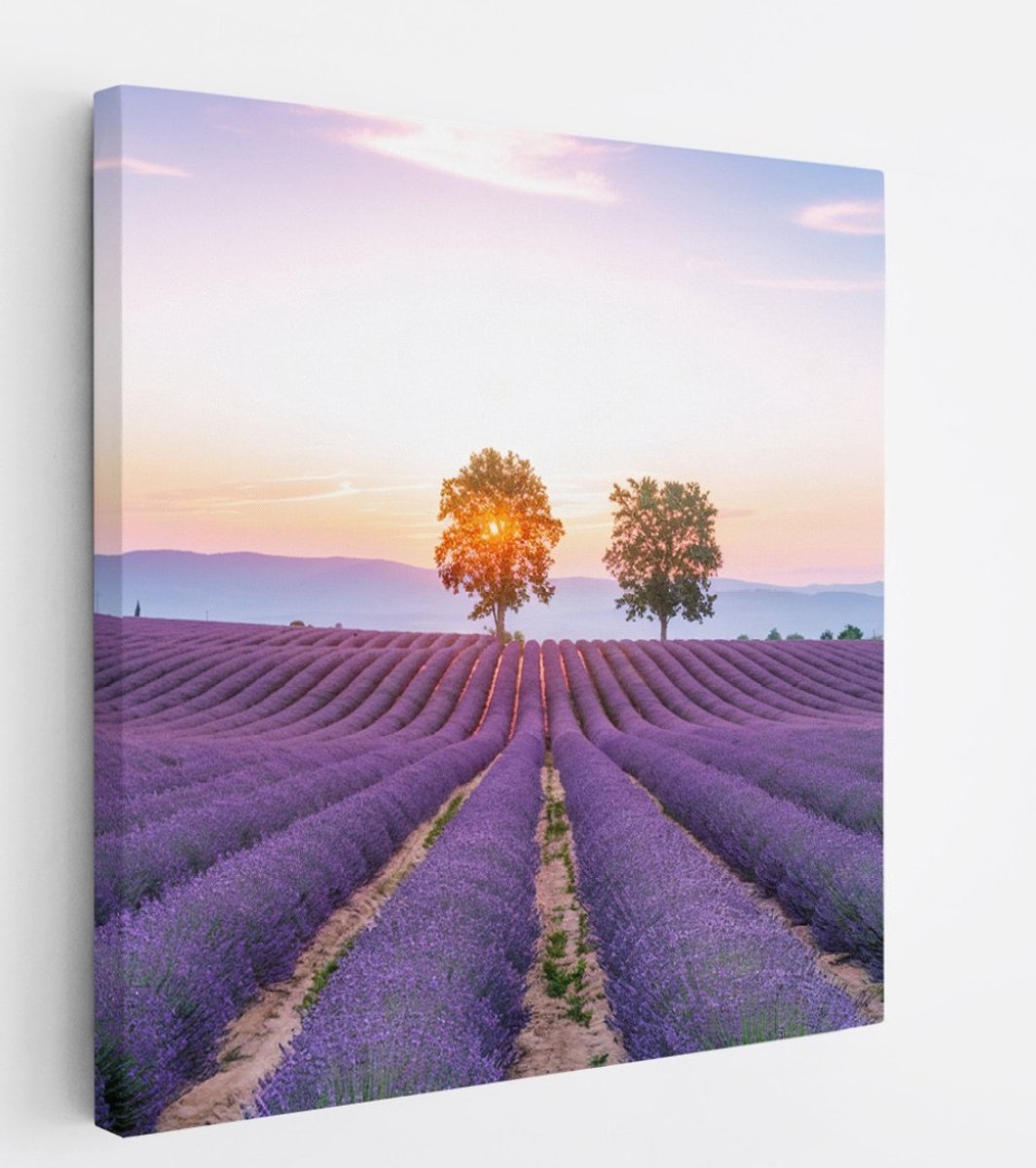 Saammp Canvas Schilderij - Lavendelveld met de zon tussen de bomen - Natuur - Landschap - 60x60 - Foto op canvas - Wanddecoratie - Muurdecoratie Woonkamer - Slaapkamer decoratie - Canvas Print Multicolor