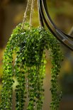 Groene hangplant met kleine, ronde blaadjes aan slingerende takken, gedetailleerde opname.