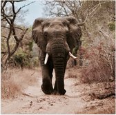 WallClassics - Poster Glossy - Elephant on the Road - 50x50 cm Photo sur Papier Poster avec Finition Brillante