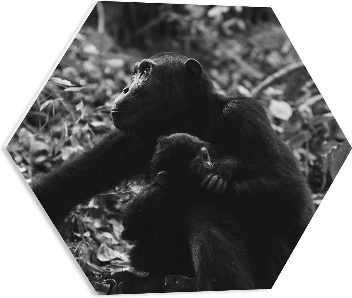 PVC Schuimplaat Hexagon - Chimpansee met Baby Zwart / Wit - 50x43.5 cm Foto op Hexagon (Met Ophangsysteem)
