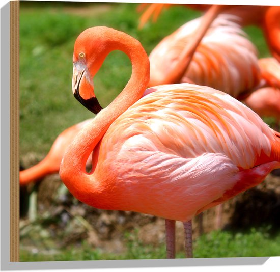 WallClassics - Hout - Close-Up van een Flamingo - 50x50 cm - 12 mm dik - Foto op Hout (Met Ophangsysteem)