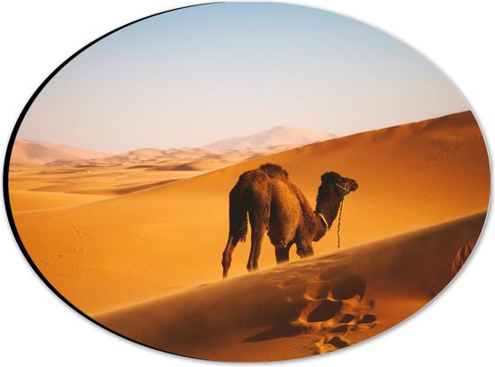 WallClassics - Dibond Ovaal - Dromedaris Alleen in Woestijn - 28x21 cm Foto op Ovaal (Met Ophangsysteem)
