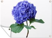 Affiche de jardin - Hortensia bleu - 120x90 cm