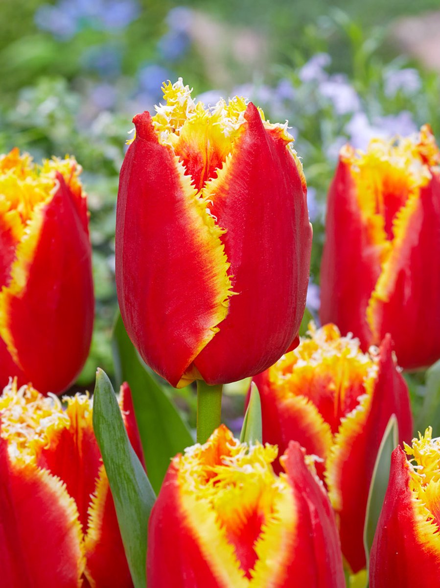200x Tulpen 'Davenport' - BULBi® Bloembollen met bloeigarantie