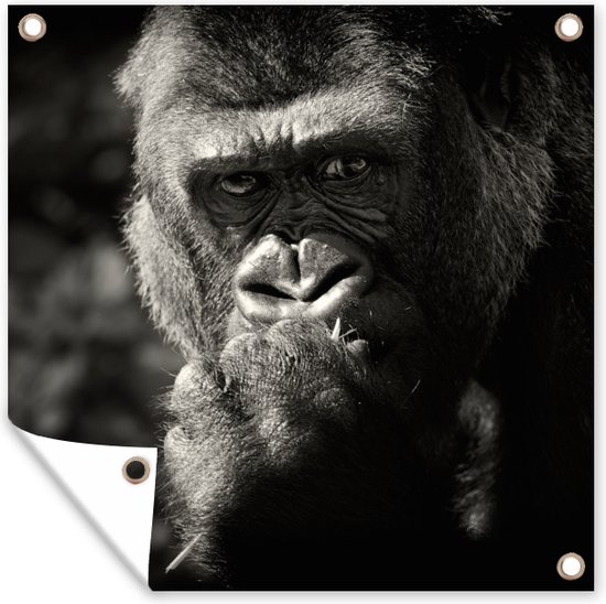 Posters de jardin Gorilla sur fond noir en noir et blanc - 50x50 cm - Toile jardin - Poster extérieur