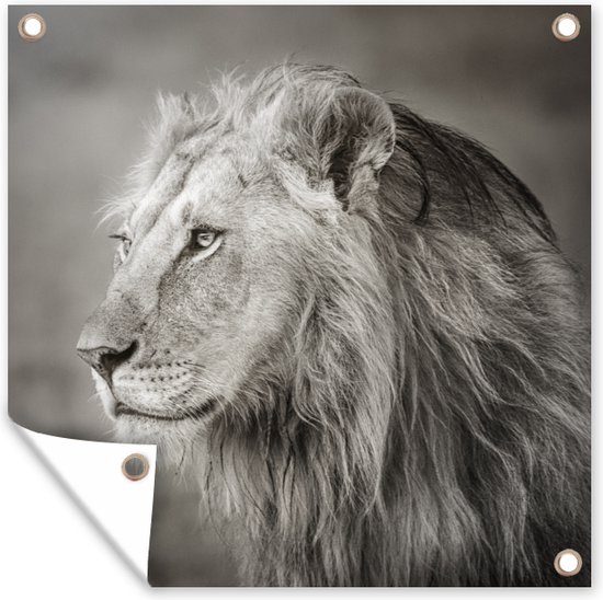 Lion regardant loin affiche de jardin toile lâche 100x100 cm - Toile de jardin / Toile d'extérieur / Peintures pour l'extérieur (décoration de jardin)