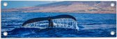 WallClassics - Tuinposter – Walvis Staart in de Zee - 60x20 cm Foto op Tuinposter  (wanddecoratie voor buiten en binnen)