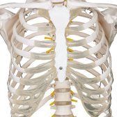 GoodVibes - Levensgroot Menselijk Anatomie Skelet - 181,5cm - Medisch Model - Mobiel door middel van Wieltjes