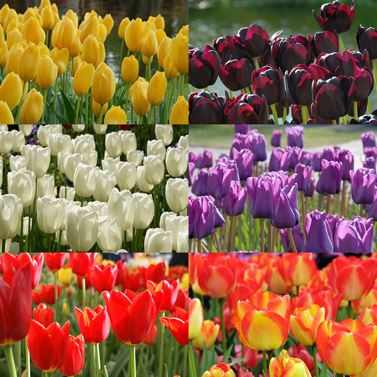 Bloembollen Mix Tulpen Mondriaan | 50 stuks | Meerkleurig