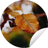 Garden Circle Beuk - Automne - Feuilles - 150x150 - Affiche de Jardin Ronde - Extérieur