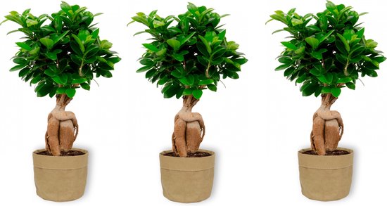 Bonsaï Artificiel Décoratif - Lot De 2 Petits Plants Verts En Plastique, 20 Cm - Décoration D'intérieur