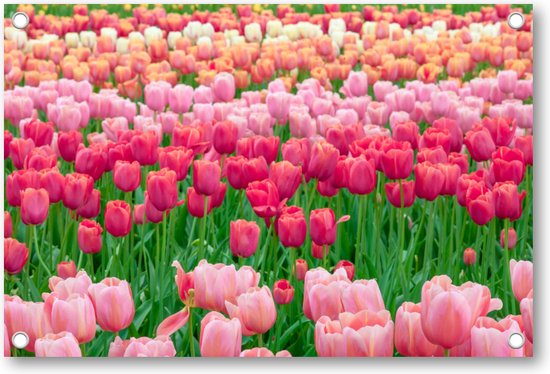 Tulpenveld in Nederland - Tuinposter 120x80 - Wanddecoratie - Landschap - Natuur - Bloemen