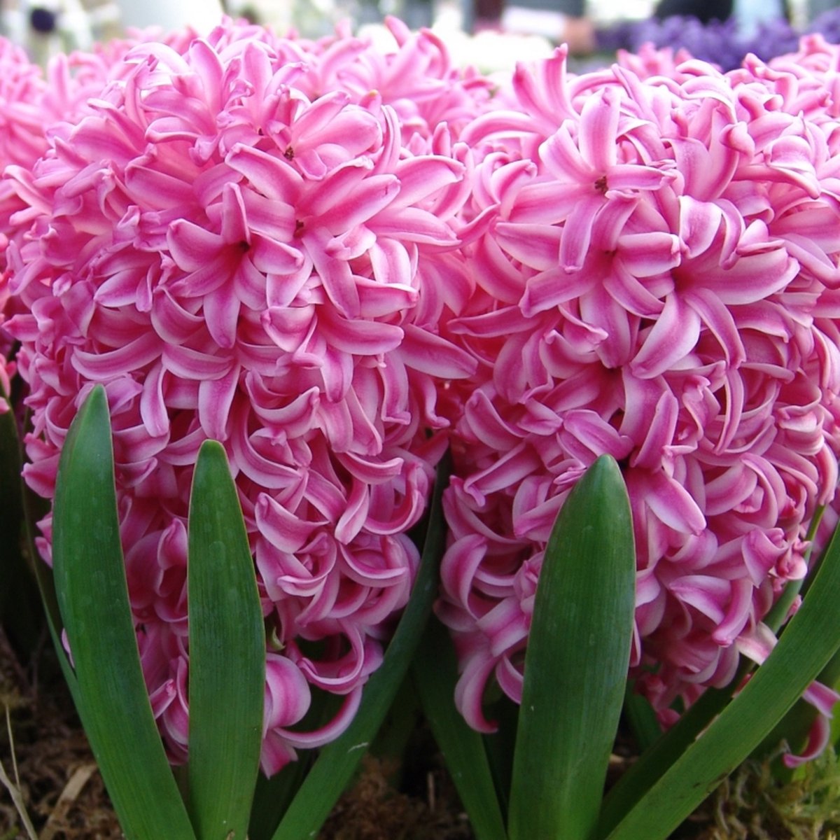Hyacint Pink Pearl | 5 stuks | Roze | Hyacintenbollen