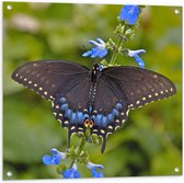 WallClassics - Tuinposter – Zwarte Vlinder op Blauwe Bloem - 80x80 cm Foto op Tuinposter  (wanddecoratie voor buiten en binnen)