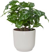 Koffieplant (‘Coffea Arabica’) in ELHO Vibes Fold sierpot (zijdewit) - Kwekerij J. de Groot - Groene plant- Hoogte  25 cm