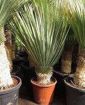 Yucca rostrata - stam 30-40 cm - totale hoogte 120-140 cm - pot Ø 50 cm - Woestijnplanten - MyPalmShop