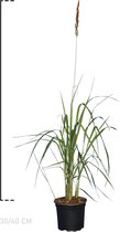 10 stuks | Struisriet Karl Foerster pot 30-40 cm | Standplaats: Half-schaduw | Latijnse naam: Calamagrostis acutiflora Karl Foerster Siergras
