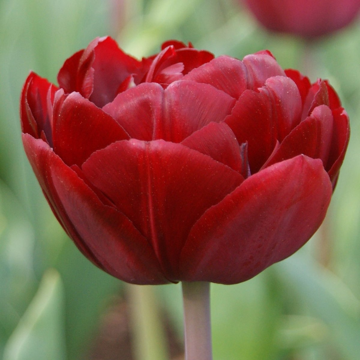 Tulp Uncle Tom | 10 stuks | Dubbel laat | Rood | Tulpenbollen