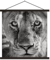 Porte-affiche avec affiche - Affiche scolaire - Lionne profil animal en noir et blanc - 90x90 cm - Lattes noires