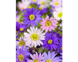 200x Anemoon 'Blanda gemengd' - BULBi® Bloembollen met bloeigarantie