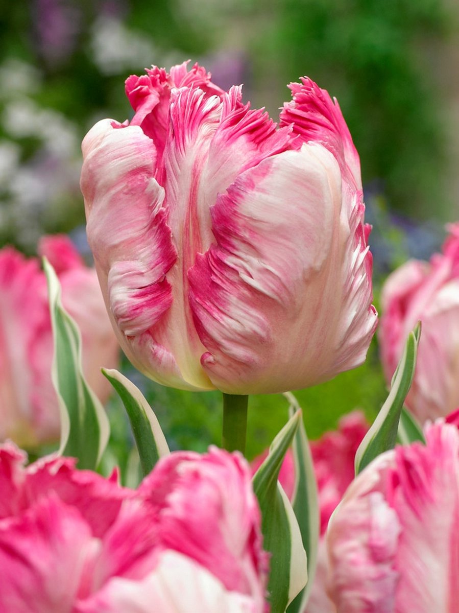 100x Tulpen 'Silver parrot' - BULBi® Bloembollen met bloeigarantie