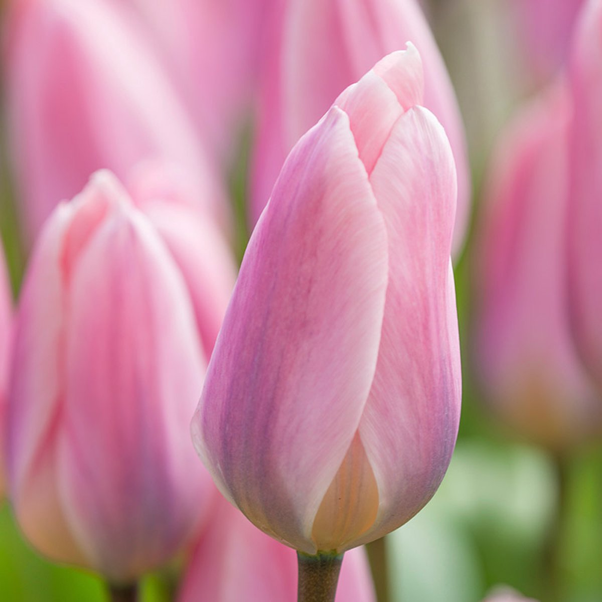 Tulp Light and Dreamy® | 10 stuks | Darwinhybride | Roze