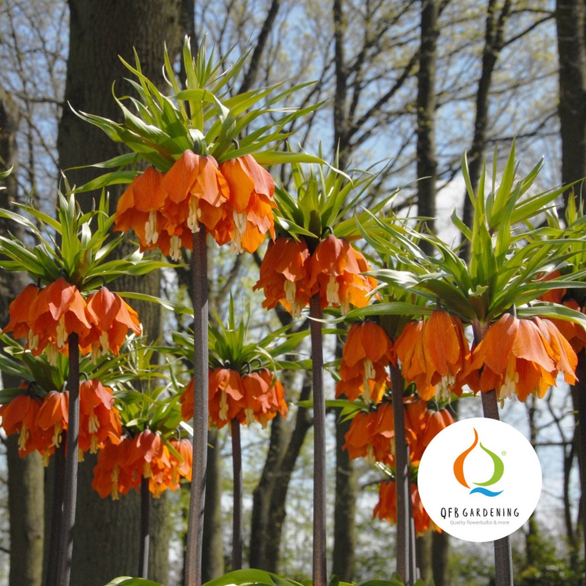 Fritillaria imperialis Aurora | Oranje | Rood | Fritillaria Bollen