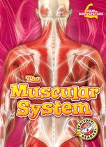 Your Body Systems - Muscular System, The
