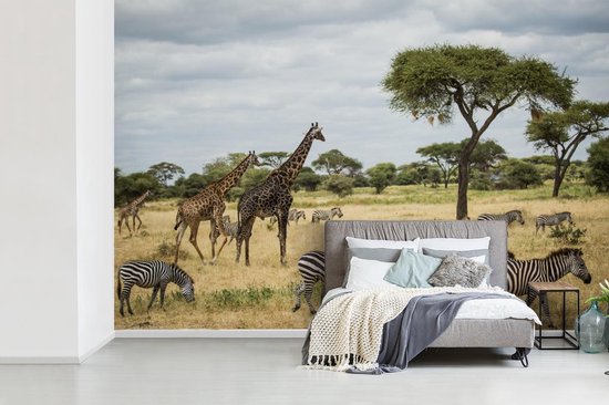 Girafes et zèbres ensemble sur les savanes du Parc National du Serengeti papier peint photo vinyle largeur 420 cm x hauteur 280 cm - Tirage photo sur papier peint (disponible en 7 tailles)