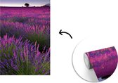 Behang - Fotobehang Paarse lavendel bloemen in een veld - Breedte 190 cm x hoogte 280 cm