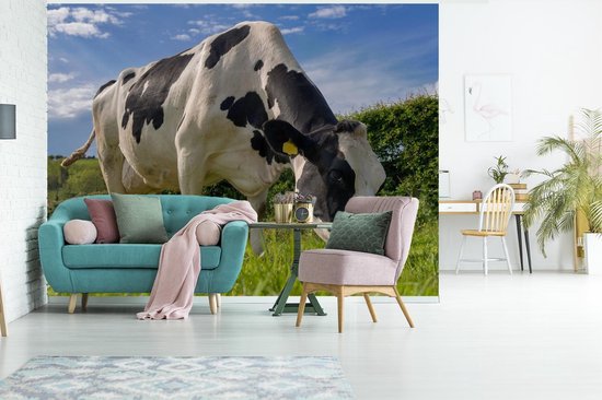 Une vache frisonne broutant par une journée d'été ensoleillée papier peint photo vinyle largeur 375 cm x hauteur 280 cm - Tirage photo sur papier peint (disponible en 7 tailles)