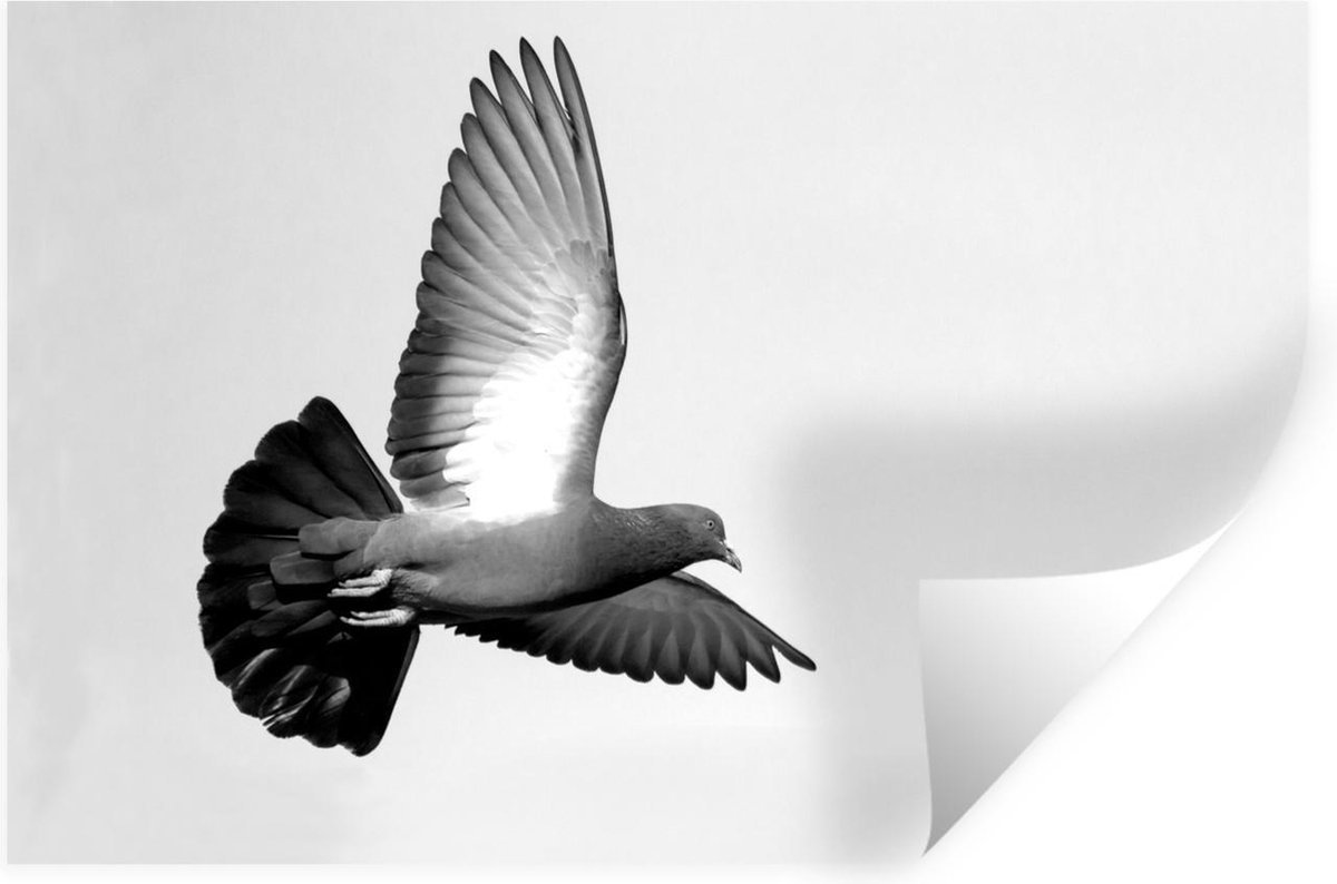 stickers-muraux-un-pigeon-d-ploie-ses-ailes-et-vole-noir-et-blanc